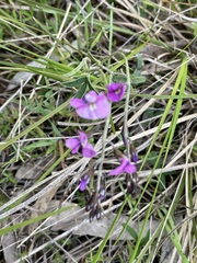 Glycine rubiginosa