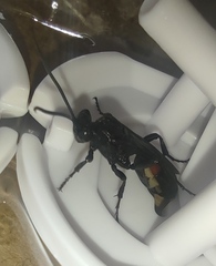 Protichneumon grandis