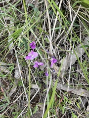 Glycine rubiginosa