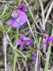 Glycine rubiginosa