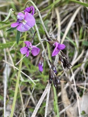 Glycine rubiginosa