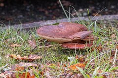 Phlebopus marginatus