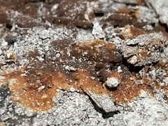 Botryobasidium aureum