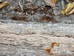 Botryobasidium aureum