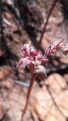 Kalanchoe