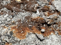 Botryobasidium aureum