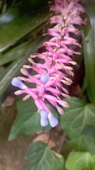 Aechmea gamosepala