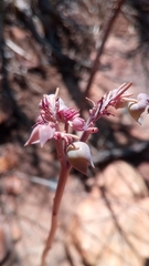 Kalanchoe