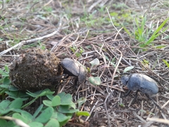 Scarabaeus cicatricosus