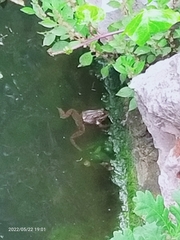 Pelophylax
