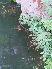 Pelophylax