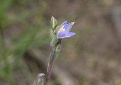 Thelymitra pauciflora