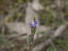 Thelymitra pauciflora