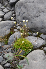 Saxifraga cespitosa