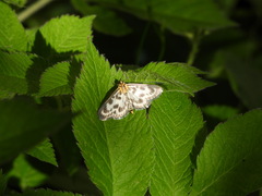 Anania hortulata