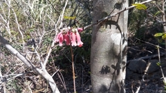 Kalanchoe delagoensis image