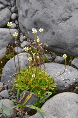 Saxifraga cespitosa