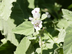 Althaea officinalis