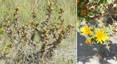 Scolymus hispanicus