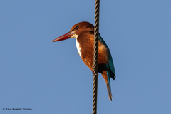Halcyon smyrnensis