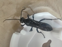 Protichneumon grandis