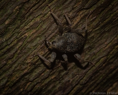 Onidistus araneus