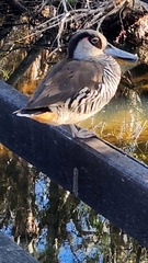 Malacorhynchus membranaceus