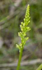 Microtis parviflora