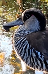 Malacorhynchus membranaceus