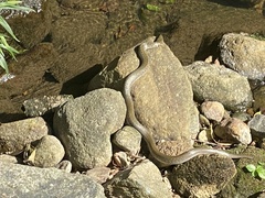 Fowlea flavipunctata