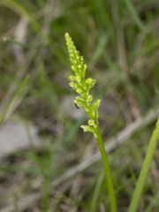 Microtis parviflora