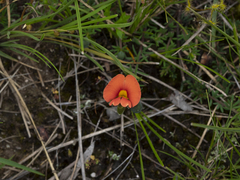 Gompholobium ecostatum