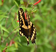Heraclides cresphontes