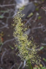 Agrostis vinealis