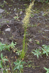 Agrostis vinealis