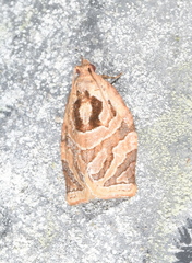 Adoxophyes privatana