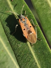 Lygaeus creticus