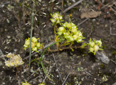 Siloxerus multiflorus
