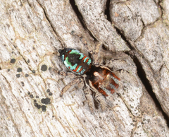 Maratus calcitrans