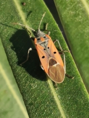 Lygaeus creticus