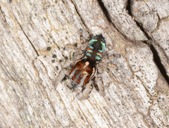 Maratus calcitrans