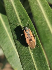 Lygaeus creticus