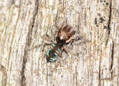 Maratus calcitrans