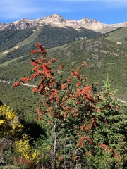 Embothrium coccineum
