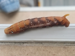 Daphnis nerii