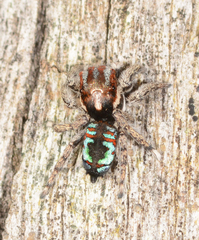 Maratus calcitrans