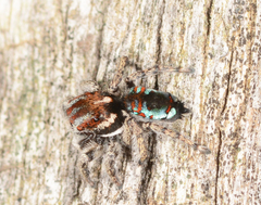 Maratus calcitrans