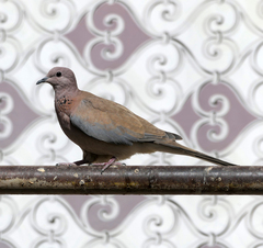 Streptopelia senegalensis