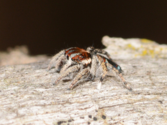 Maratus calcitrans
