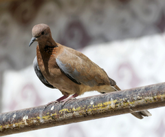 Streptopelia senegalensis